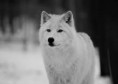 /album/wolven/download-6-jpg/